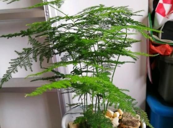  好看：文竹总是长歪了?掌握这几招,枝叶繁茂,造型优雅!