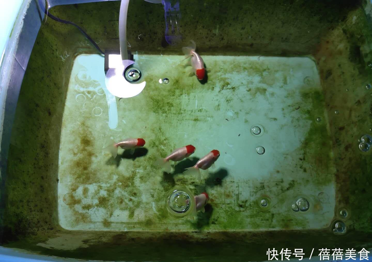  『升高』气温持续升高，哪些热带观赏鱼，现在就可以不用加温饲养了？