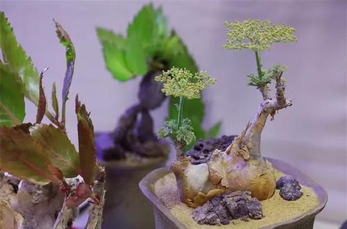  [植物]史上“最萌植物”的变态版来袭！