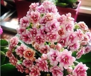 『养护简单』这花就得穷养,塞进小盆,少浇水,越长越旺