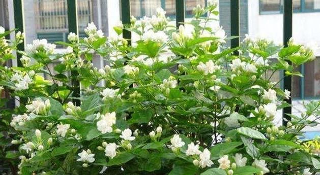 『有花赏』阳台养花,就选4种,好养又漂亮,阳台变花海,天天有花赏!