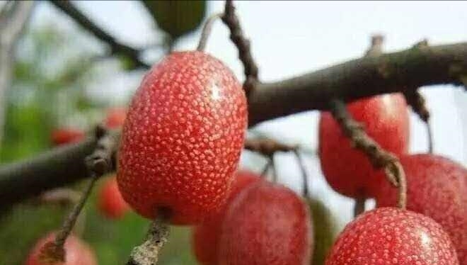 农村有种野果，80元一斤，亩产收入上万元，却很少有人见过！