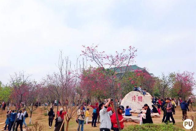 靓！佛山周边1500株樱花已盛开，最美的春天在这里~
