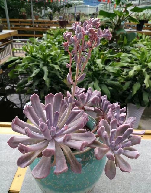  [粉色]寓意着浪漫、一见钟情的淡粉色丘比特，掌握好5点不愁养不好