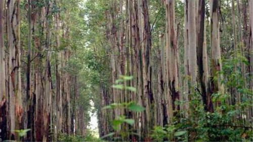 世界上最高的树,相当于50层楼高,中国却禁止种植此树