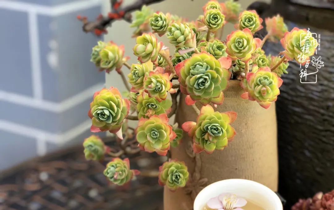  「院里」在茜的多肉小院里,花时间种快乐!