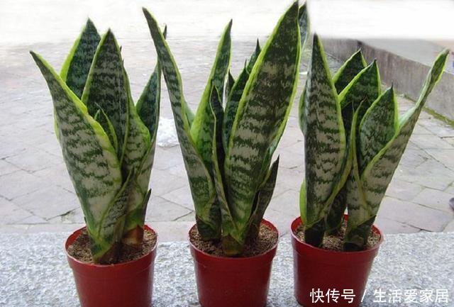  【平时】几种大型绿叶盆栽真气派，摆在客厅净化空气，只需一个月浇一次水