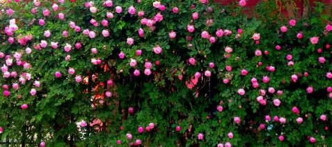  「花期」种植盆栽蔷薇花，农民教你种植技巧，掌握即可种植盆栽蔷薇花！