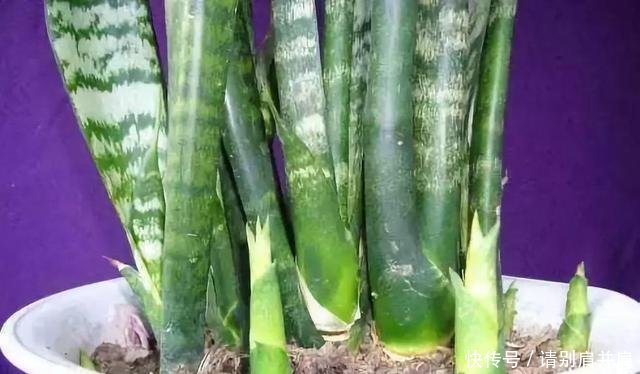 「虎皮」虎皮兰有“3怕”,避开后能“疯长”,直接爆破盆