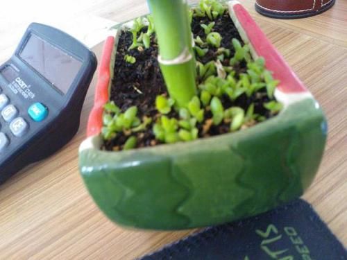  『花盆里』花盆里有杂草？别拔，老花匠都不动