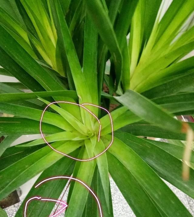  『护环境』龙血树长出的新叶子有点干痂,平常没怎么浇水,是怎么回事