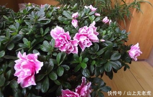  「养花」3种花再喜欢，也别轻易买，虽然很漂亮，但能“养活”的人不多