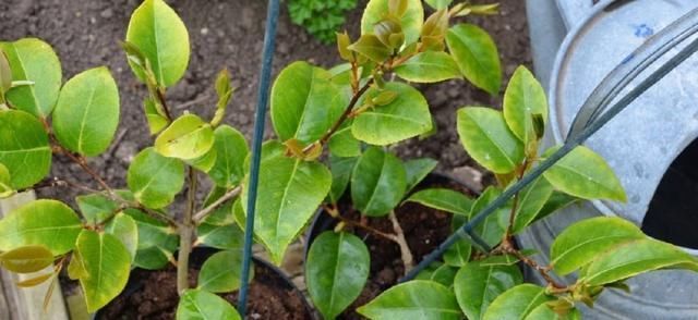  「扦插」山茶花，剪1节枝就能种10盆，枝繁叶茂开花多，年年春节开爆盆！
