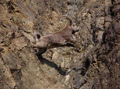 爬山高手——北山羊