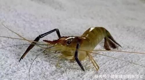 『好物』鲤鱼最爱吃什么?野钓多年终于得出答案,五种鲤鱼无法抗拒的好物