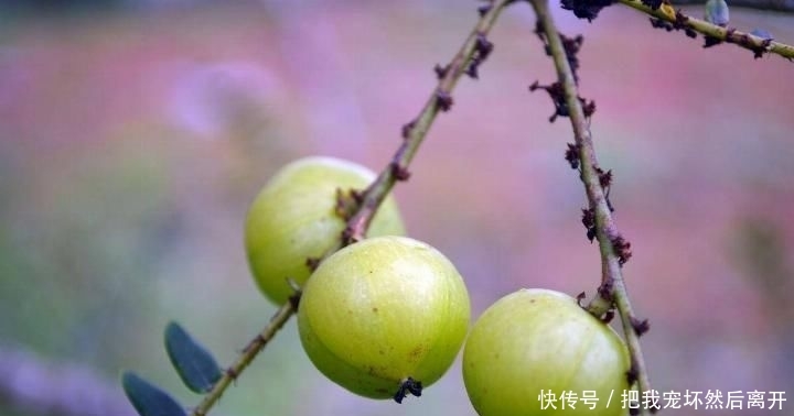  [产量]农村有种水果产量大，天天吃也摘不完，城里卖30一斤却没