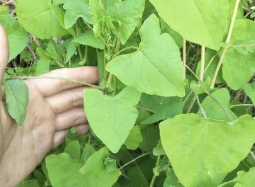 「杂草」小溪边,有1种杂草奇特,结出小果子好看,人称“杠板归”,珍贵