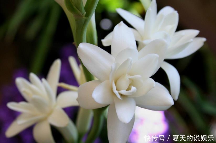  「千万别」卧室千万别养这三种花，香得头昏脑胀，对身体没好处！
