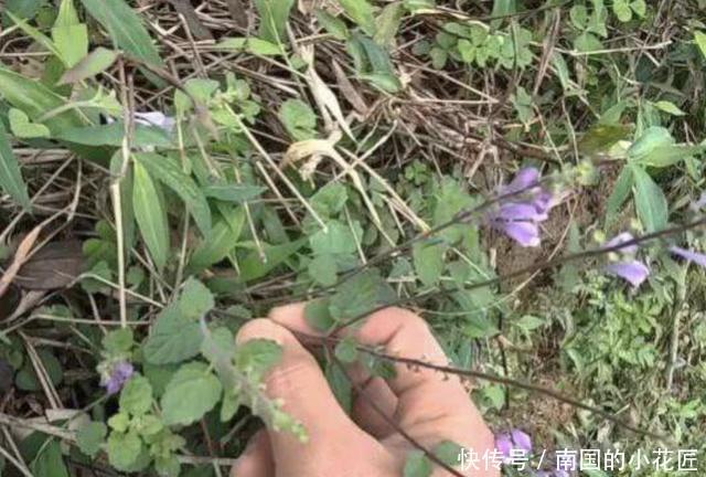  『种植』1种“韩信草”株型小，价值却很高，若在小溪边看到，请保护