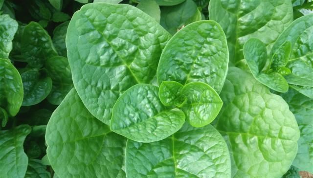  「植物」农村有种植物，被称为“豆腐菜”，种一棵能吃半年