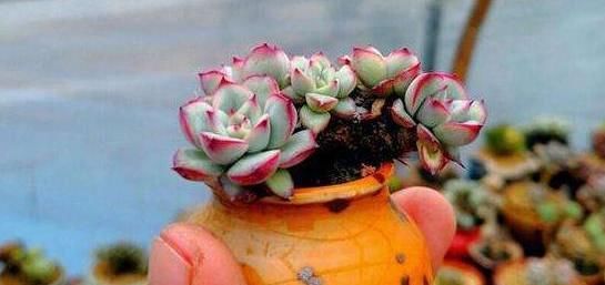  「都是可以」室内养多肉植物怎么养出好状态?