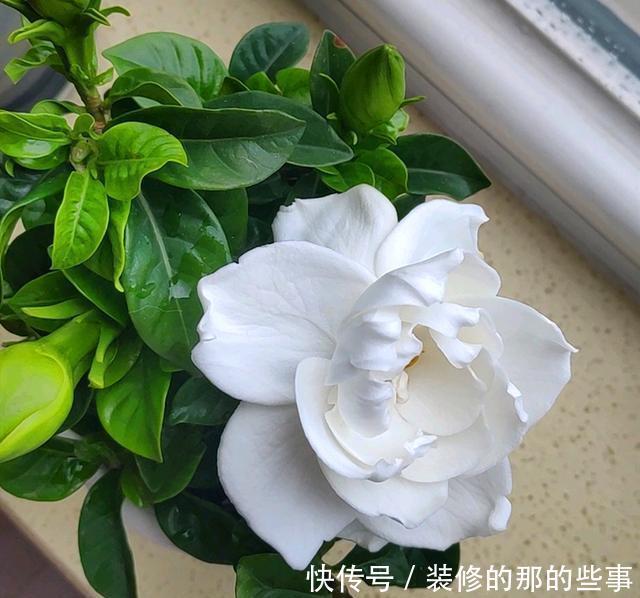  栀子花|新买的栀子花，花苞不断掉，用好“3”招，花香四溢满屋飘香