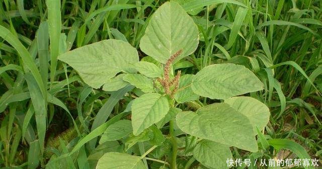 农村最野蛮的杂草，农民都拿去喂猪，却不知是抗癌良药，作用大