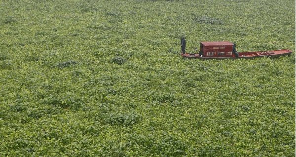 【创造力】原来的入侵物种“水葫芦”，现在都去哪了？中国人太