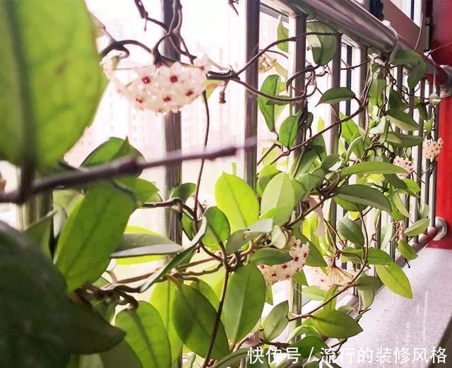  [喜欢]超级耐阴的球兰，养1盆能爬上窗台、房顶，开花比香水还香