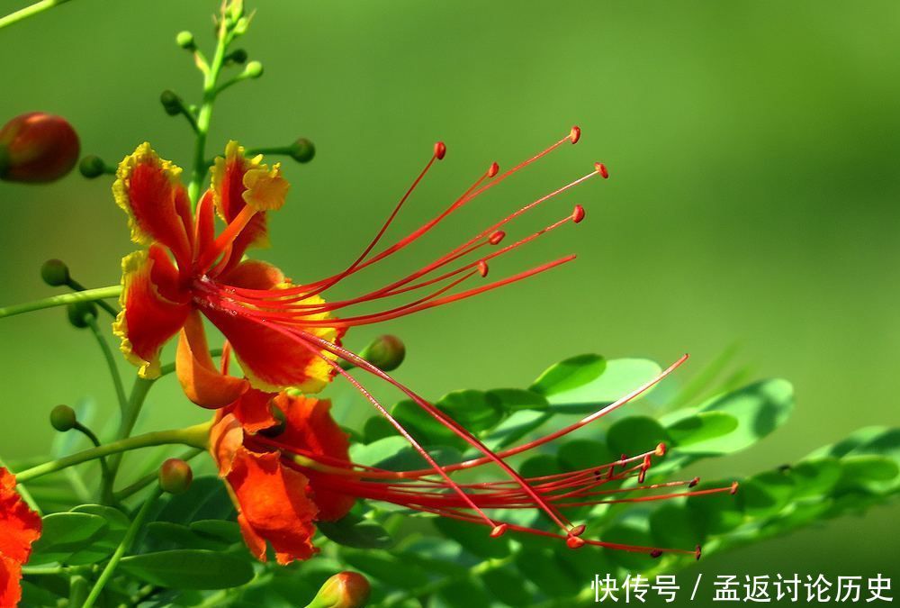  [种花]很可爱的3种花，赪桐、日日樱、洋金凤，都见过的人不多！