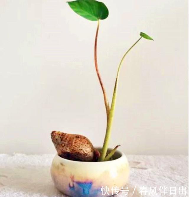 试试|葱头、蒜头,就连萝卜头,都能种出超美盆栽!你还不赶快试试!
