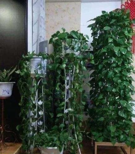  『绿萝』吊兰绿萝，想做邻居，要有“时间限制”，互相伤害，两败俱伤