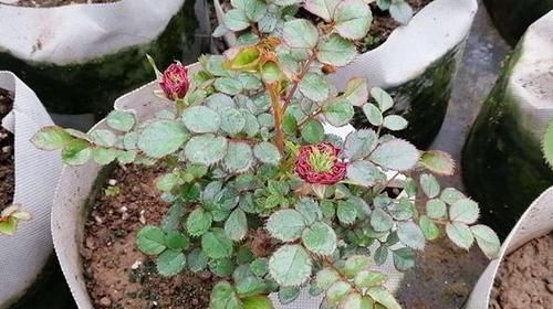  【年长】这花真好看，1年能开200天，种一棵，2年长一片，左邻右舍都喜欢
