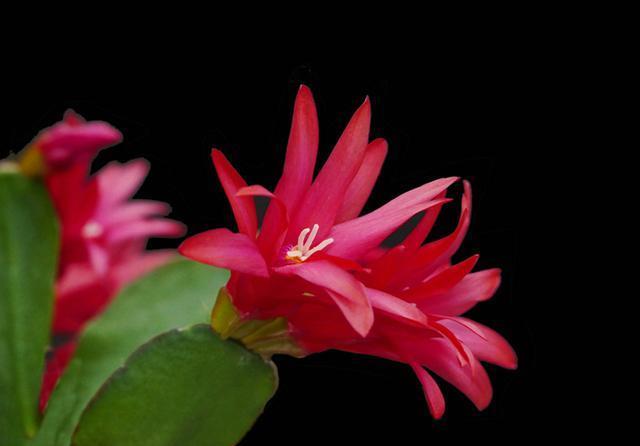 「以假乱真」蟹爪兰开败了还想看花?那就养盆假昙花,春天开花以假乱真