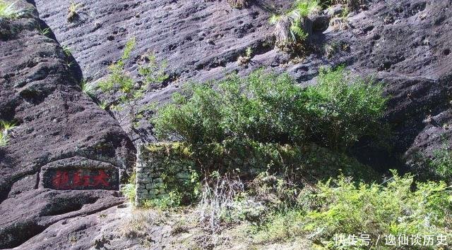  有钱：中国最珍稀的植物，曾一根分枝都能卖20多万，现在有钱也买不到