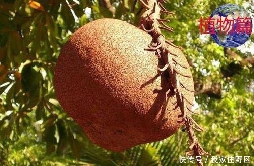  『果实』神奇的炸弹树，果实成熟的时候会爆炸，能炸死小鸟