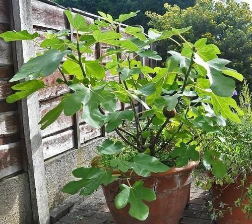  『品种』14种盆栽水果植物，谁说阳台只能种菜种花？