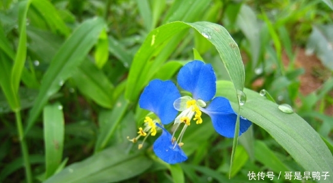 『治感冒』这乡间寻常野草，能治感冒发热、退烧，若长在你家路旁，别当杂草