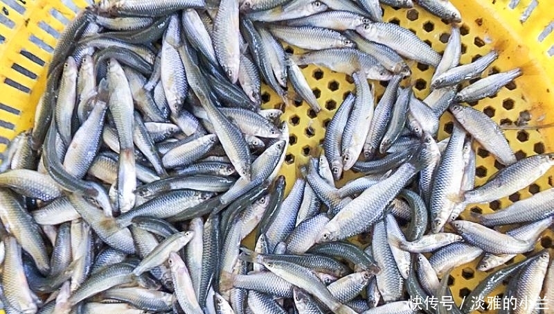  「欧洲」一天吃蚊子300只？如今成功入侵欧洲，国内9元一斤成为