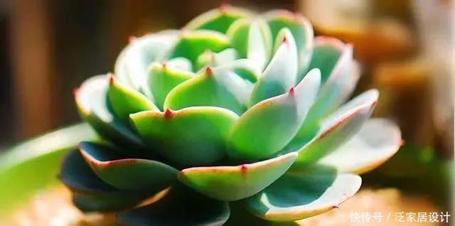 种植经验■多肉玉蝶养活不难,养美要下一番功夫