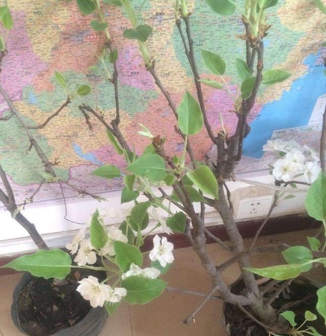  以很好@观花观果两不误，养在家里，更具生命活力，梨树盆景怎么制作管理