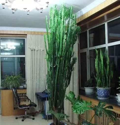  【养护的时】这花可真了不得，随便一养就猛蹿戳屋顶，吓得赶紧搬出去！