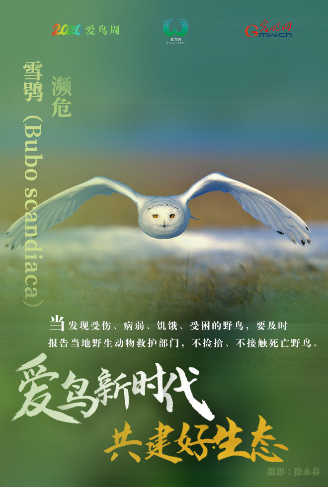  『鸟类资源』海报 | 爱它，就保护它！请善待野生鸟类