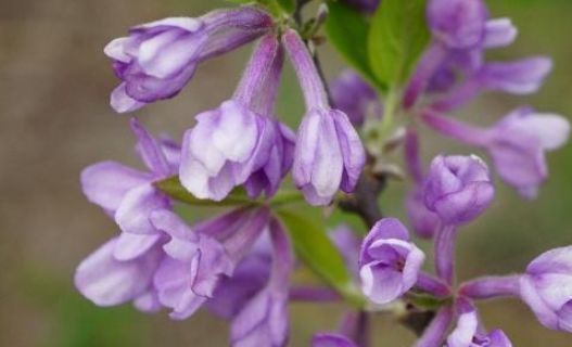  农村■农村一种常见植物，以前用来“药鱼”，全株都是宝，你家