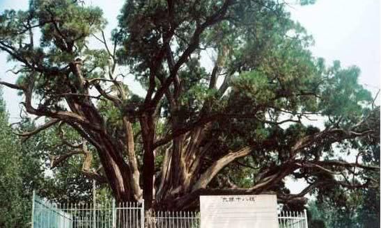  槐树@北京人的生活，一年四季都离不开树！