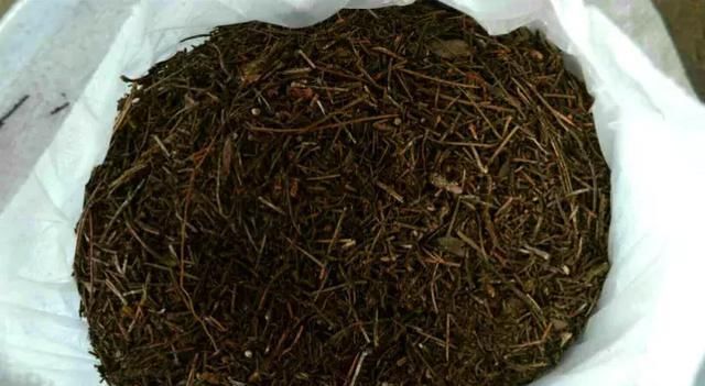  吊兰快速■养珍珠吊兰，公园挖点腐叶土，珠子圆润饱满，30天长到1米长