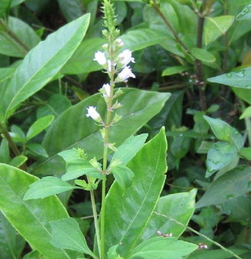 这草在农村里遍地可见，别称是痱子草，如今药用价值不容小觑
