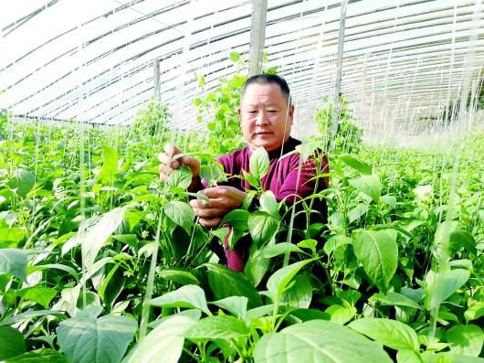 重访寿光灾区：老赵新种的辣椒已经卖了三茬