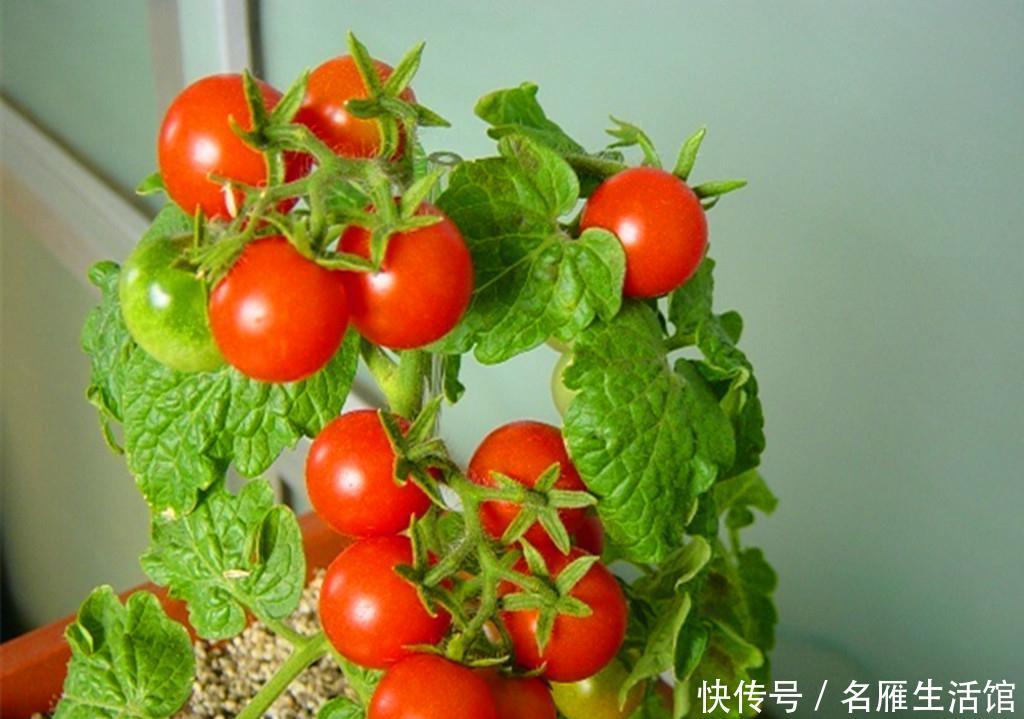 『紫叶生菜』阳台种菜不容错过的6种蔬菜,颜值超高,每一种都很值得种