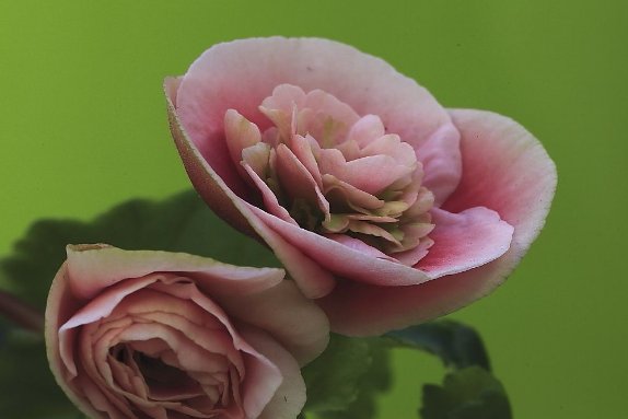  【红艳艳】养四季海棠，5月爱吃“醋”，花芽满枝乱窜，花开一年“红艳艳”